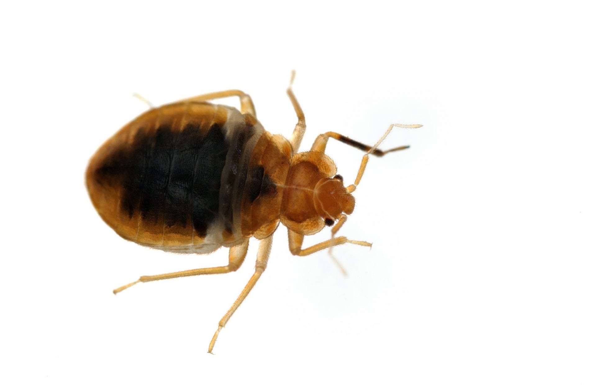 Bed bug
