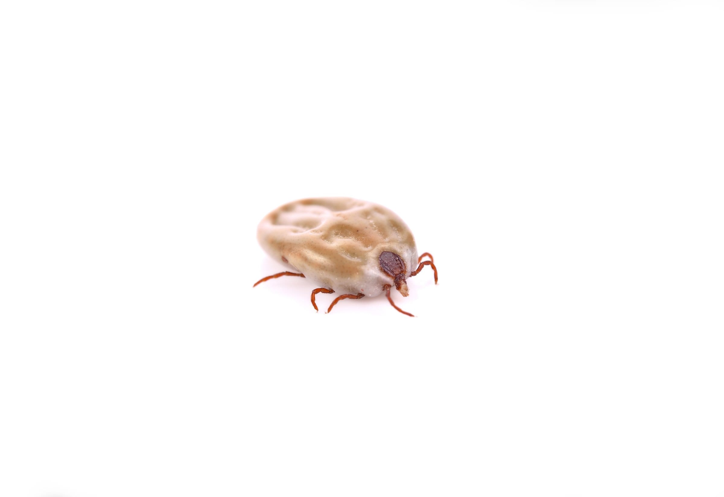 tick