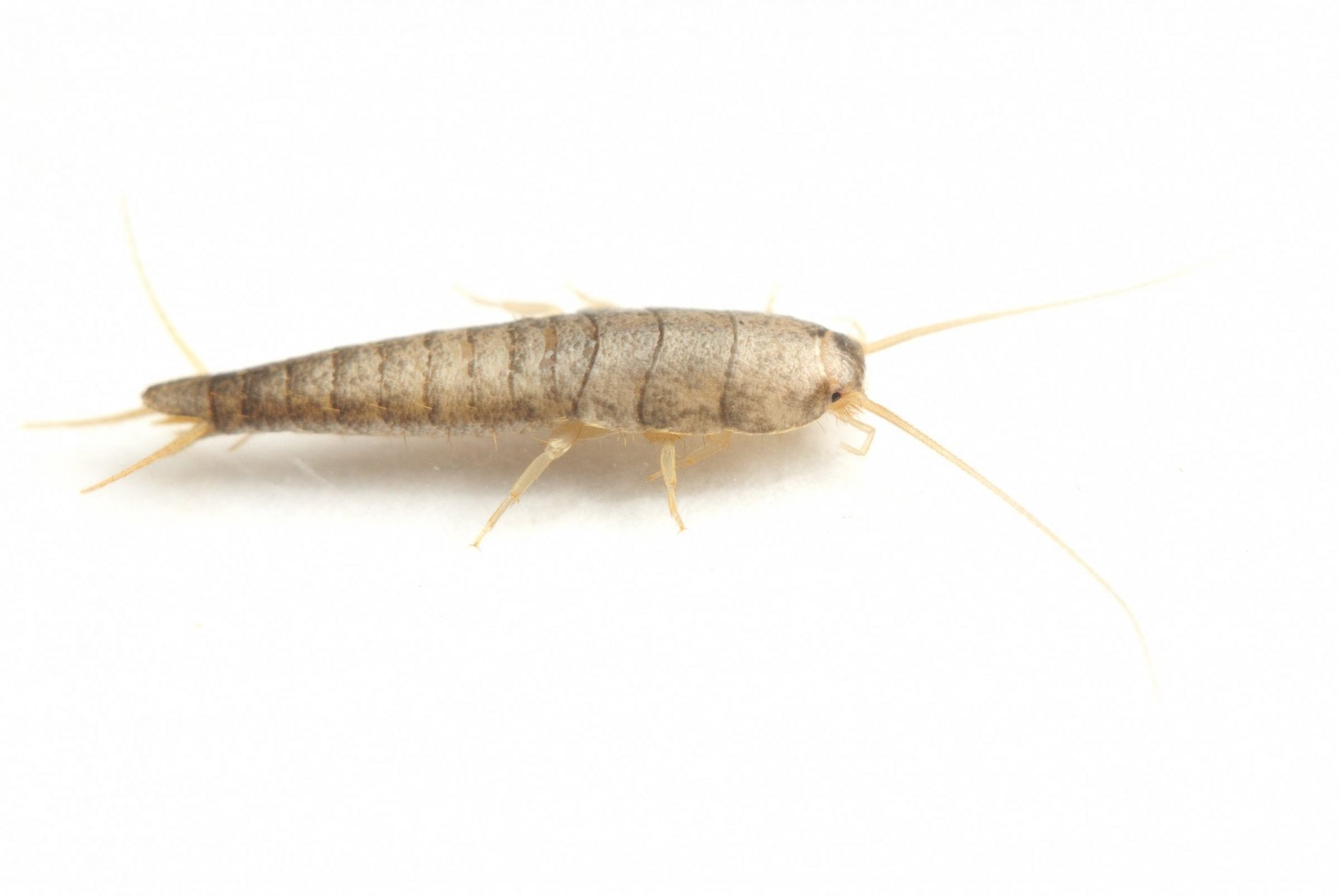 silverfish