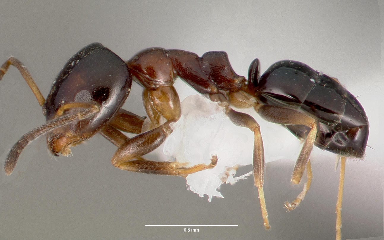 Black Ant