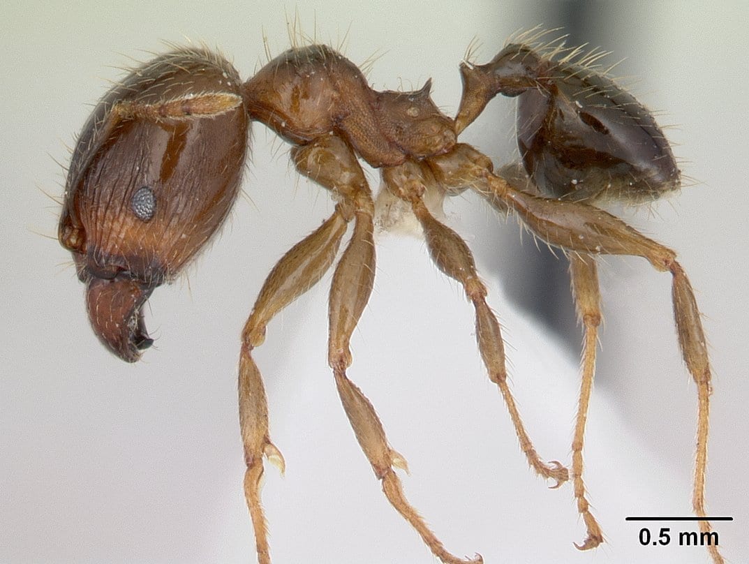 Coastal Brown Ant