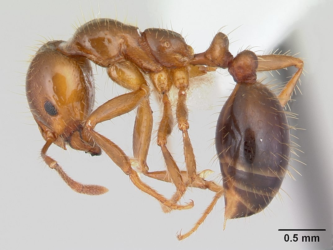 Fire Ant