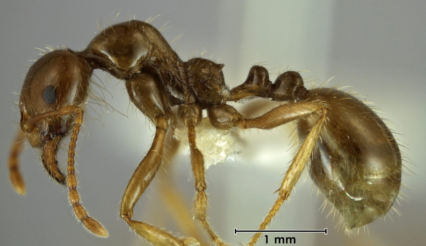 Funnel Ant