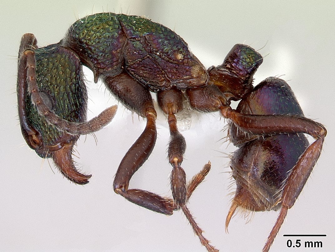 Green Ant