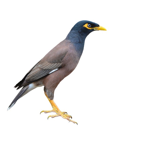 MYNA BIRD