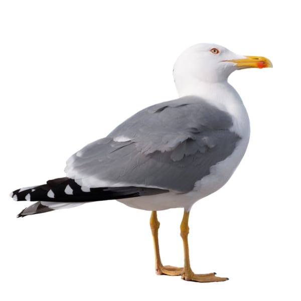 SEAGULL