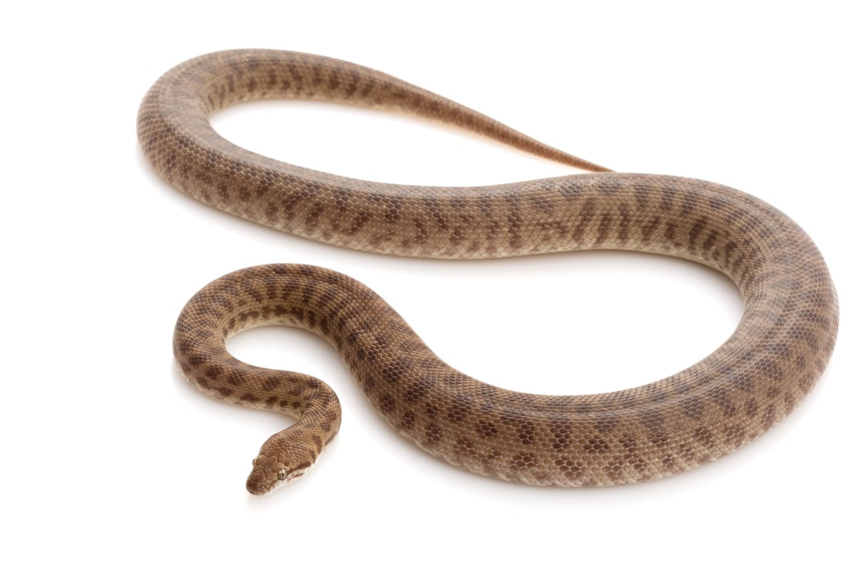 Stimson’s Python