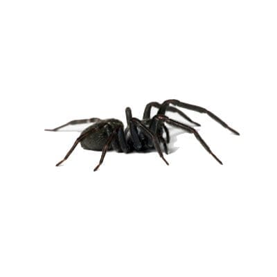 Trapdoor Spider