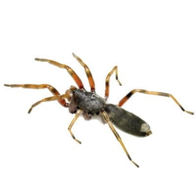 White Tailed Spider