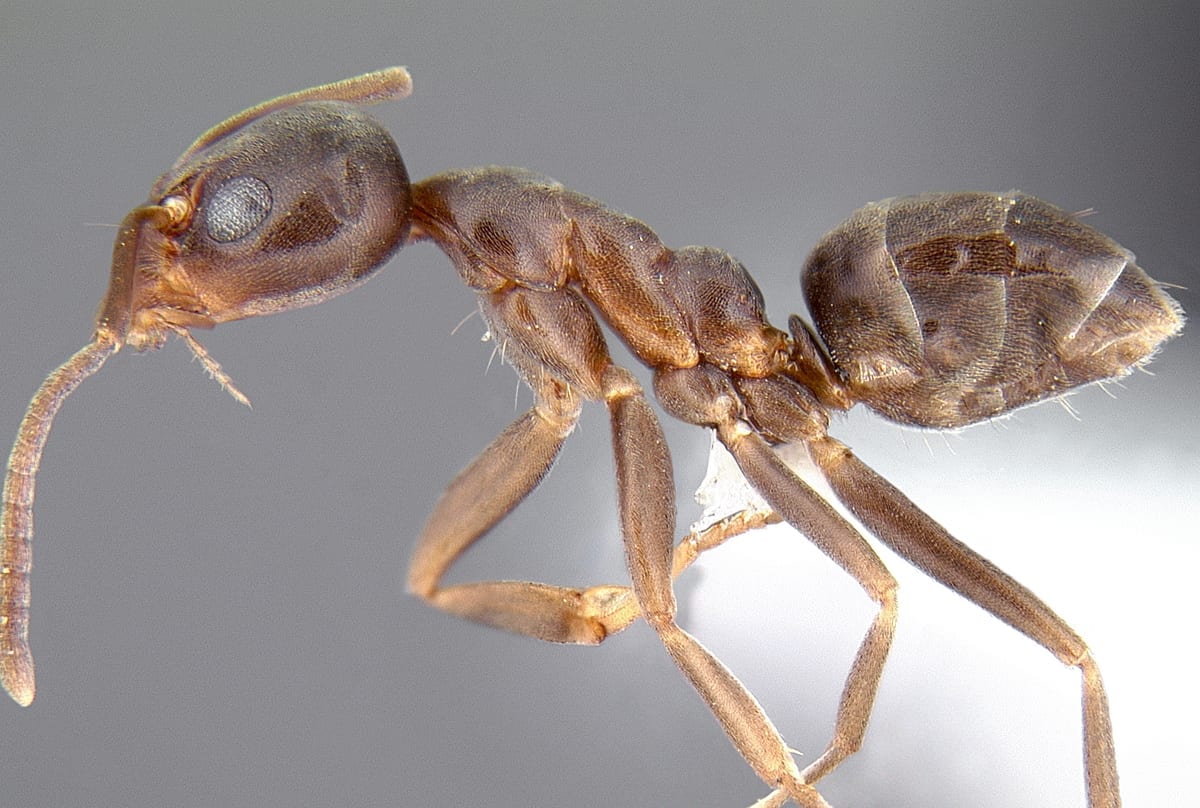 argentine ant