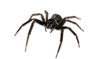 Black House Spider