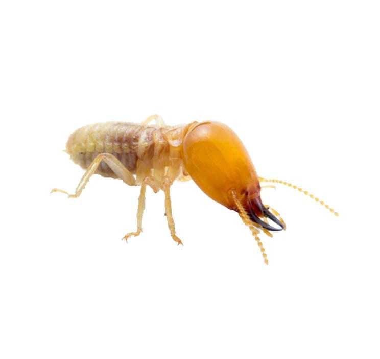 Termites