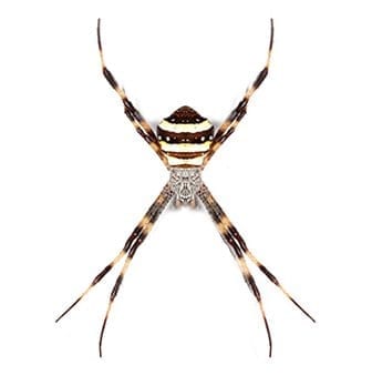 Garden Spider