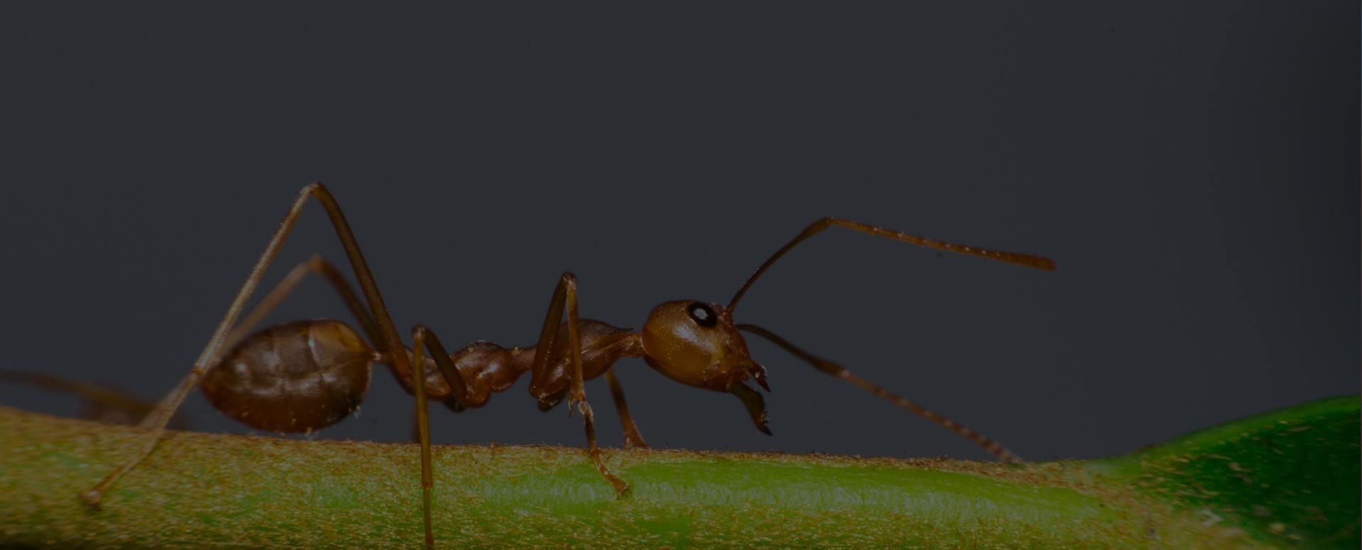 Coastal Brown Ants