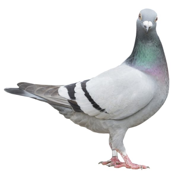PIGEON