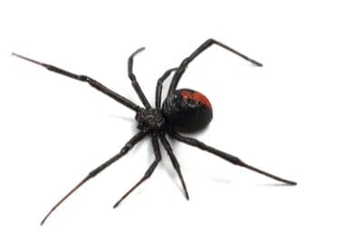 red back spider
