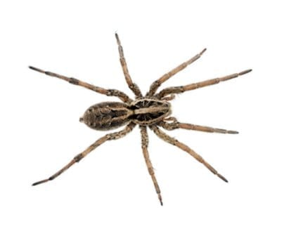 WOLF SPIDER