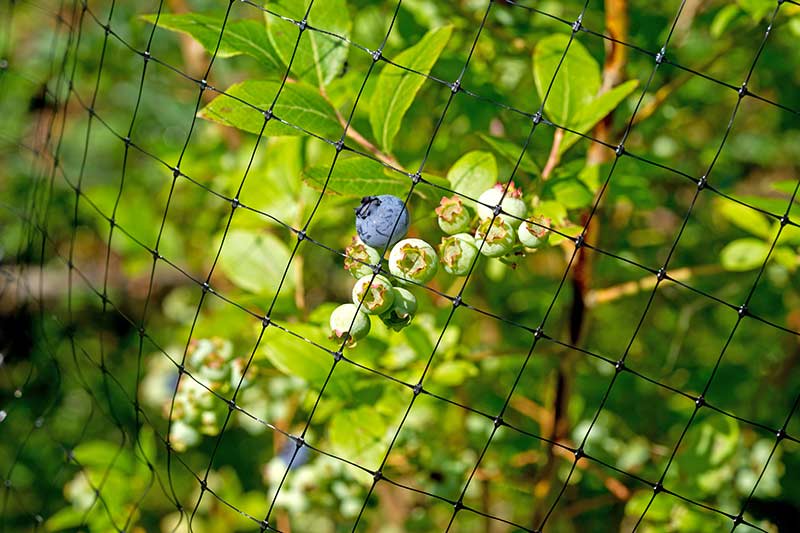Bird Netting