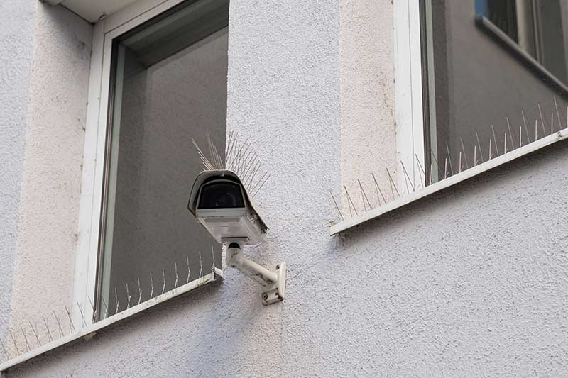 Bird Spikes