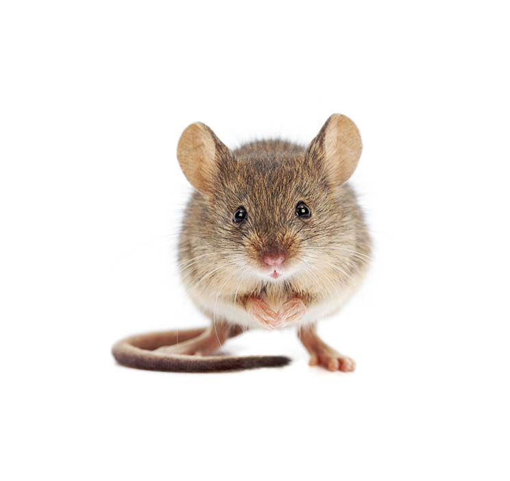 Mouse in the House